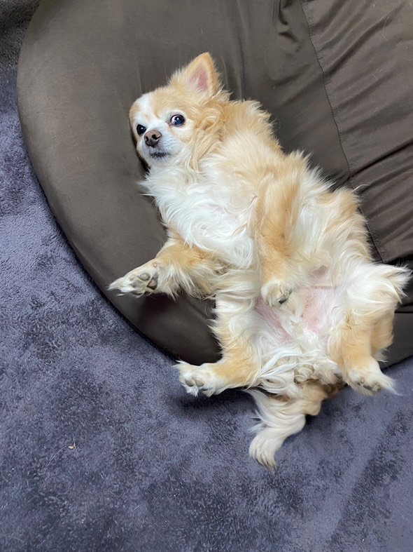 元気になったバニラくん